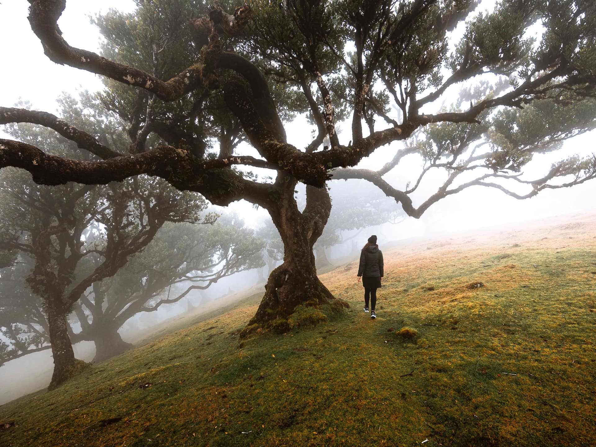 Стародавні лаврові дерева в тумані у лісі Fanal, Madeira