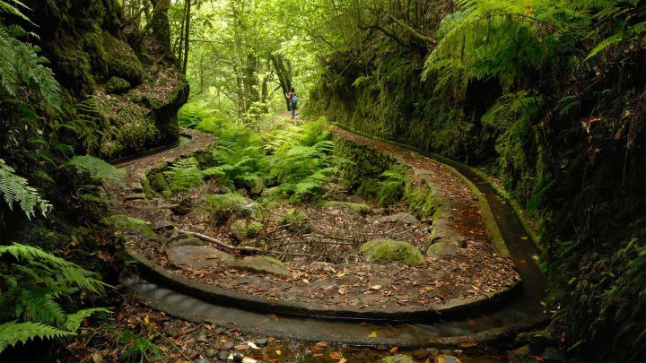 PR14 Levada dos Cedros in Madeira